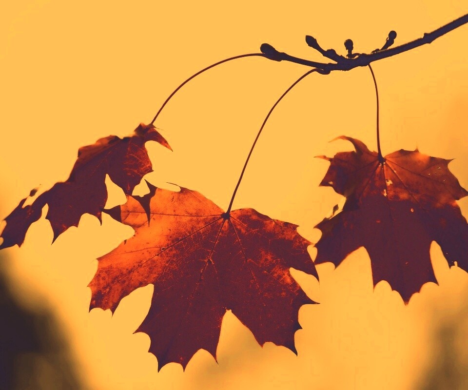 Покрасневшие листья клена обои