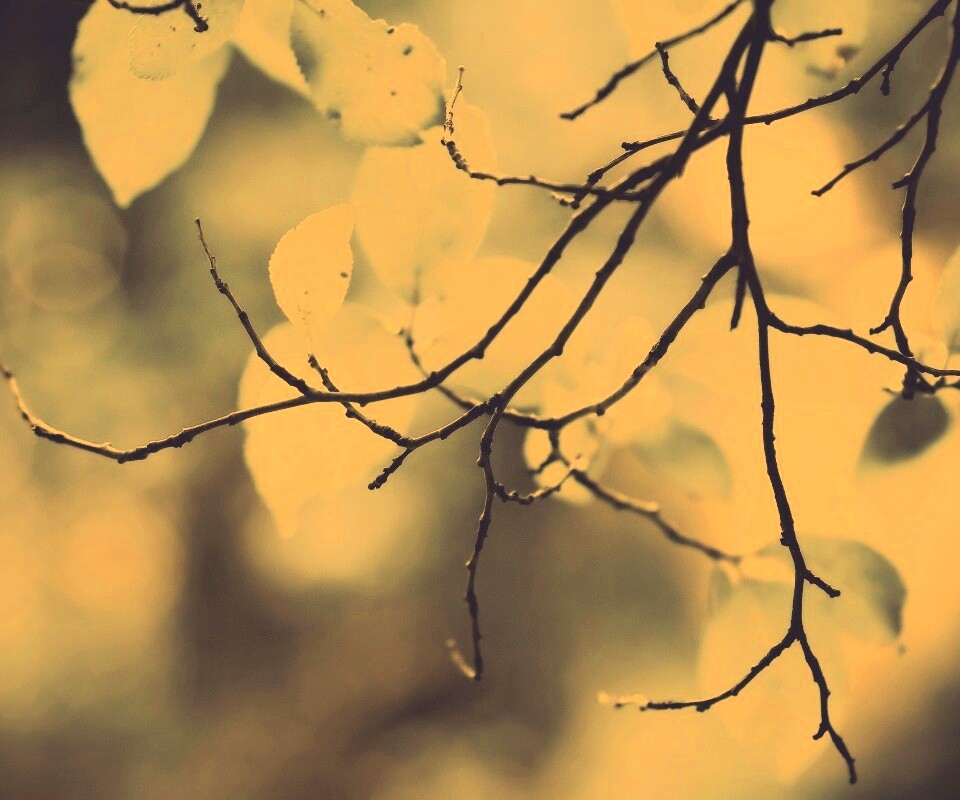 Осенние ветки без листьев обои
