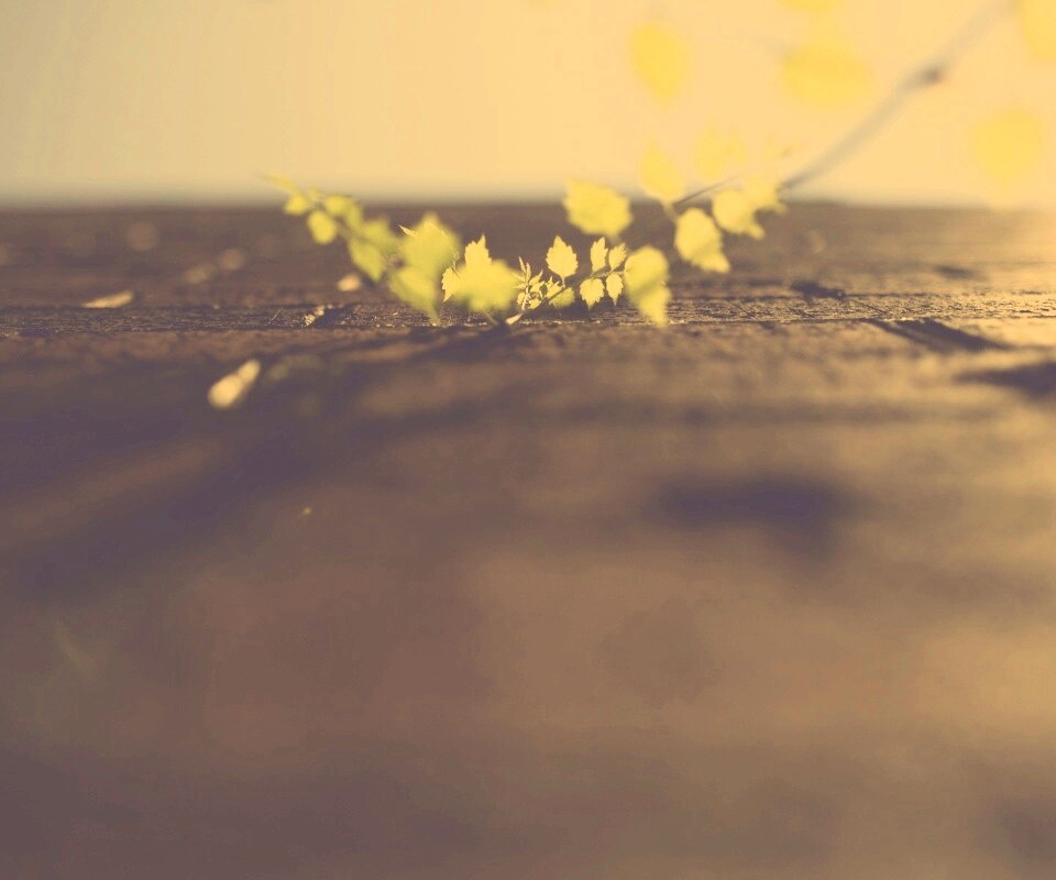 Зеленые ростки в стене обои