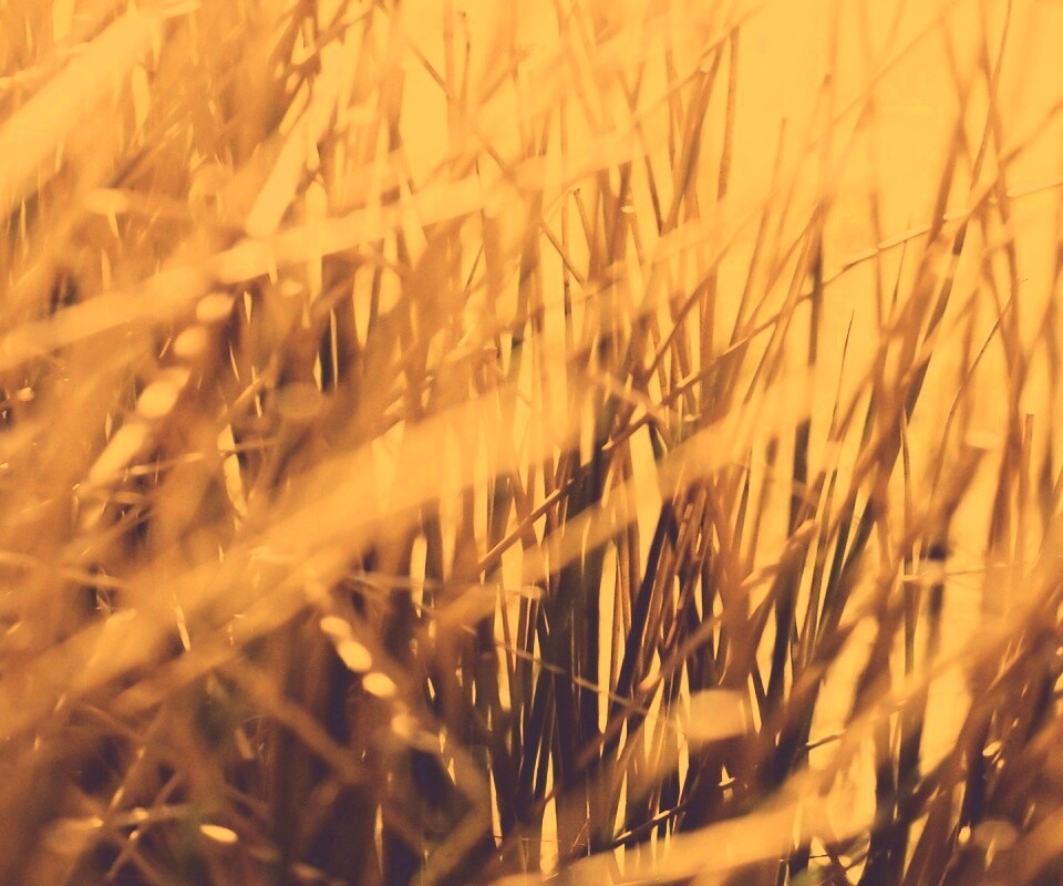Высохшие травяные стебли обои