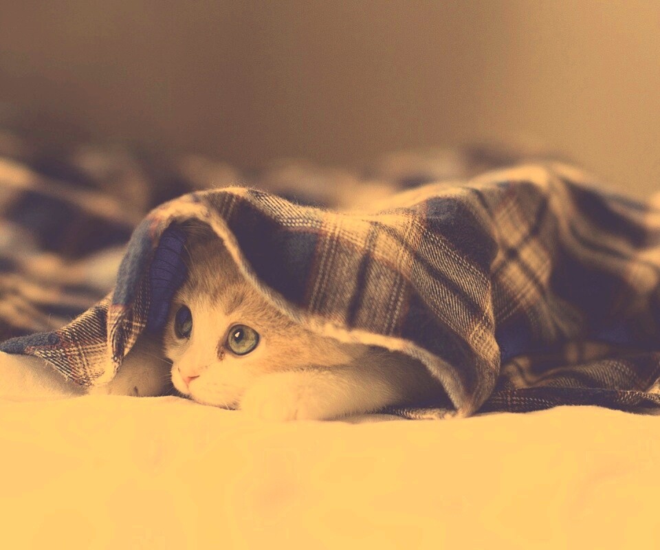 Котенок под одеялом обои