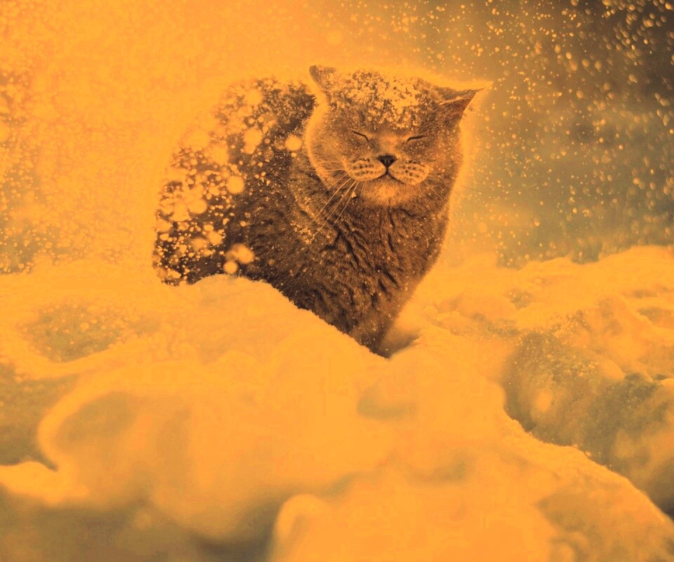 Британце в снегу обои