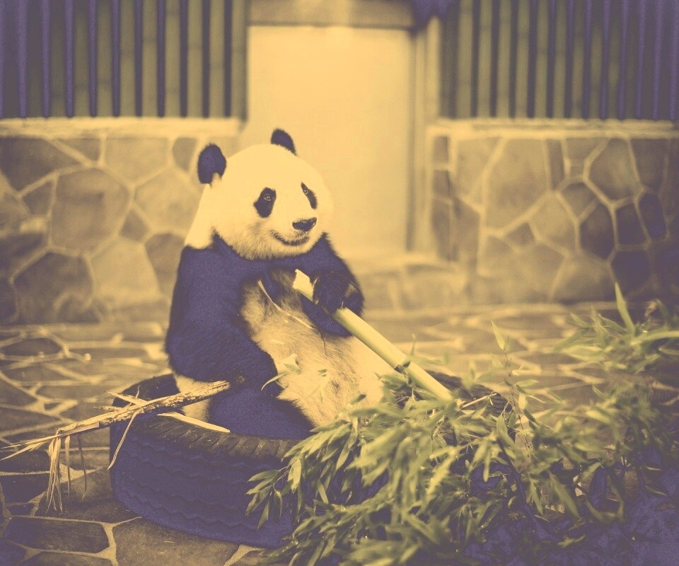 Панда точит бамбук обои