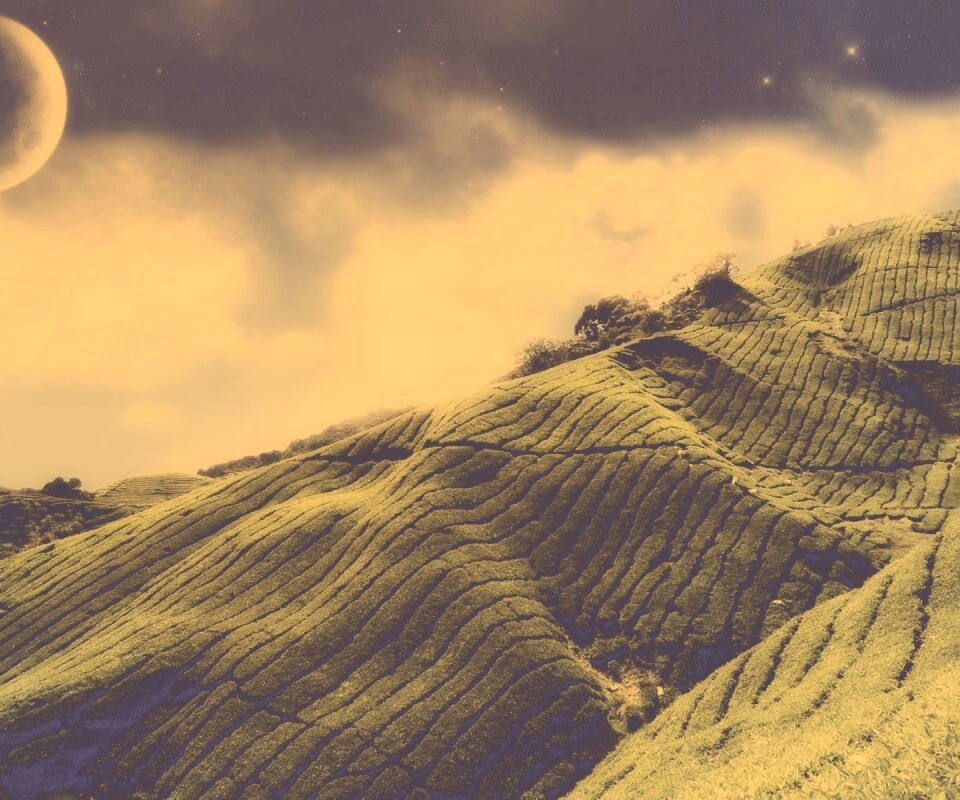 Чайные поля обои