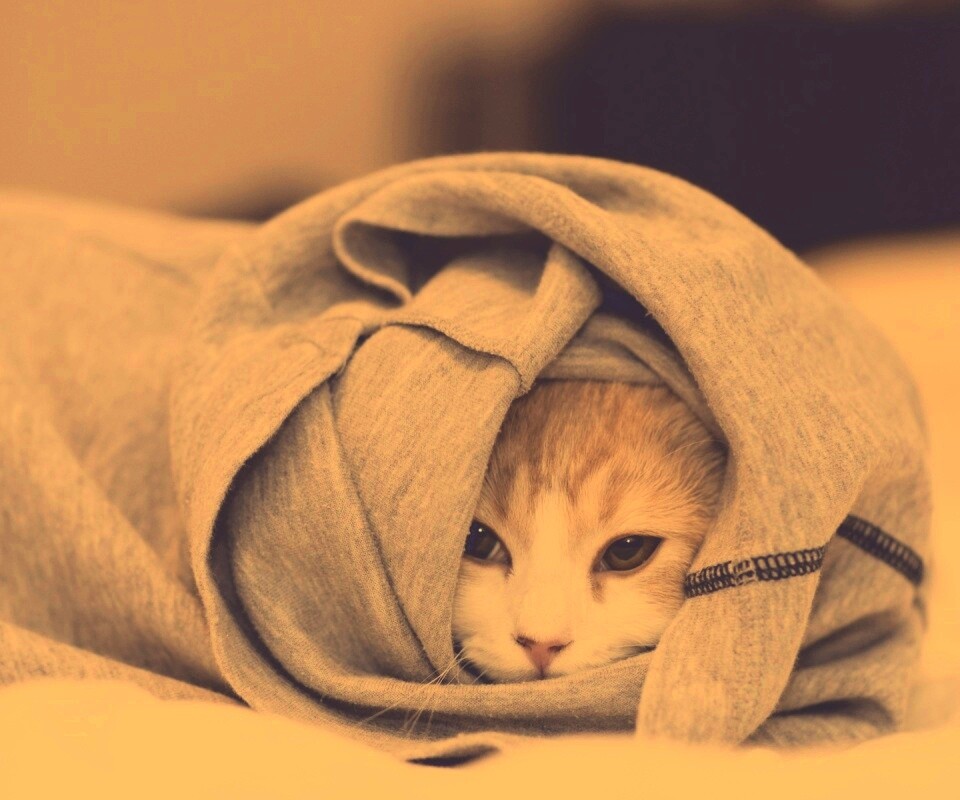 Закутавшийся в футболку кот обои