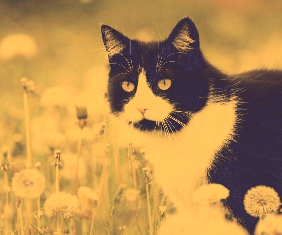 Кот в одуванчиках обои
