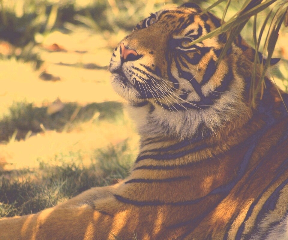 Отдыхающий в теньке хищник обои