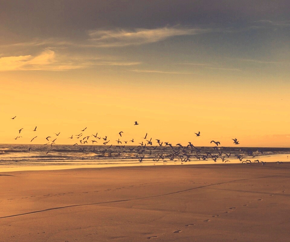 Стая птиц на пляже обои