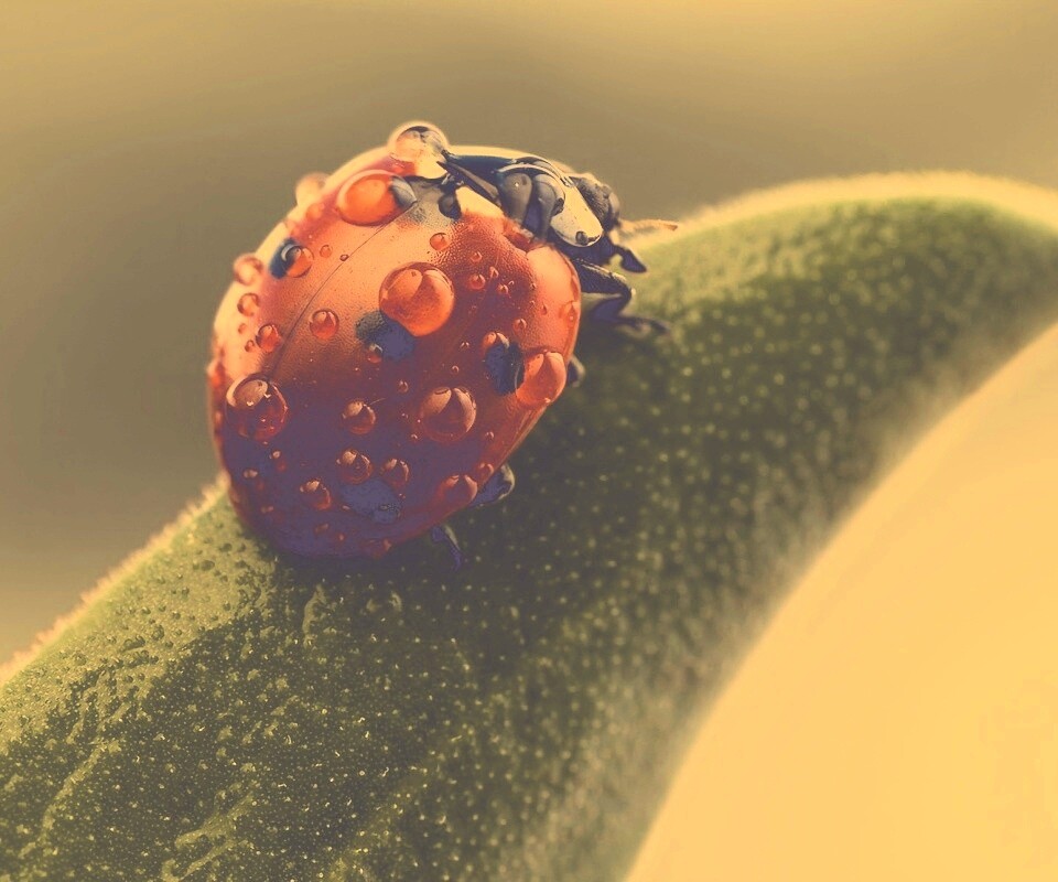 Божья коровка в макро обои