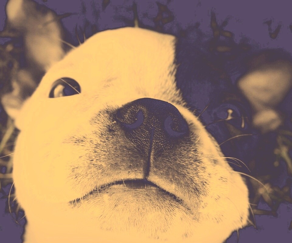 Бостонский терьер обои