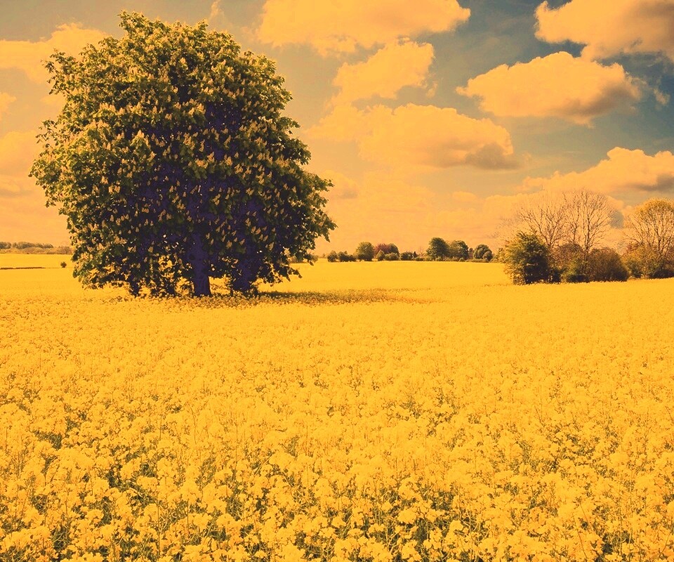 Каштан на цветочном поле обои