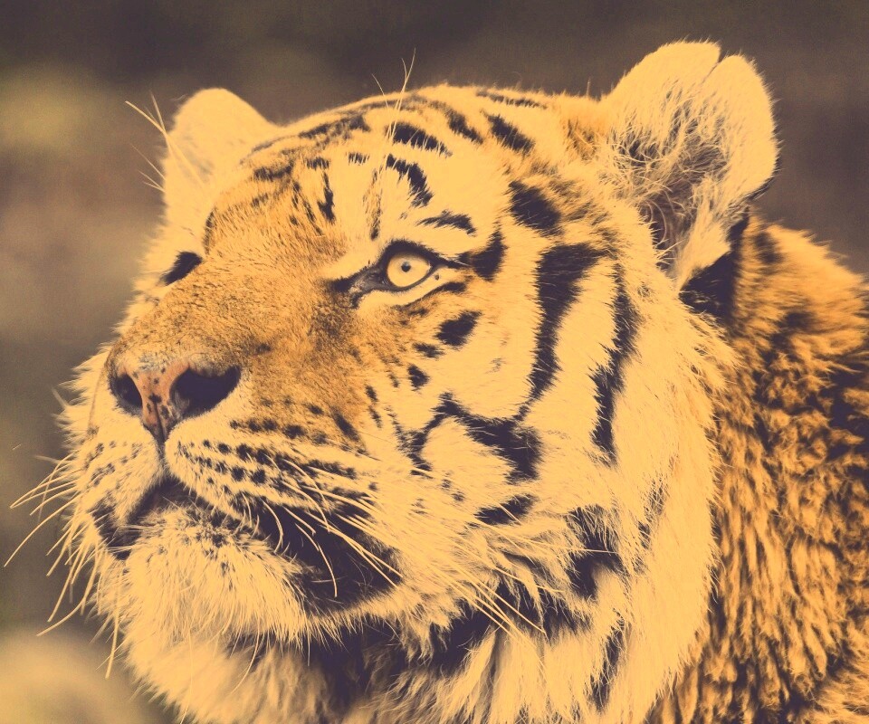 Амурский тигр обои