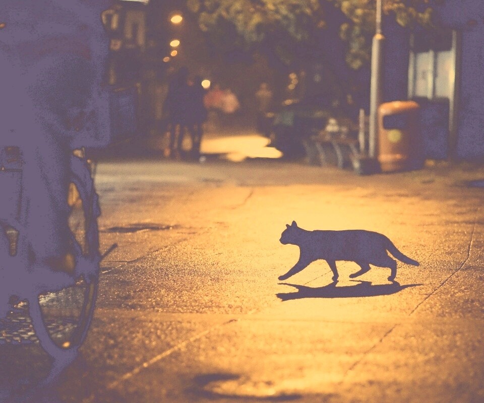 Кошка на ночной улице обои