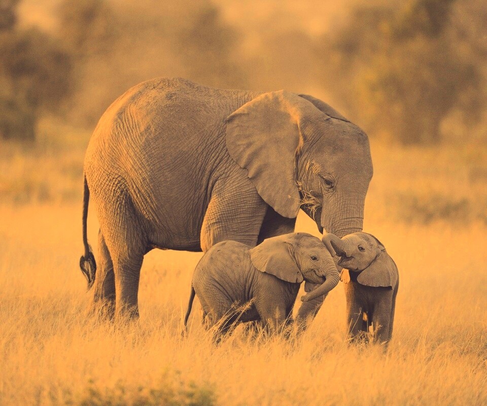 Слоны в национальном парке обои
