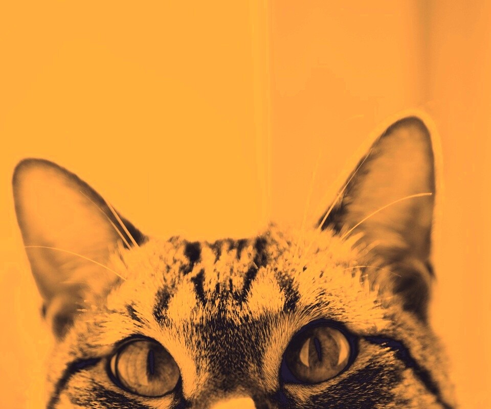 Выглядывающий кот обои