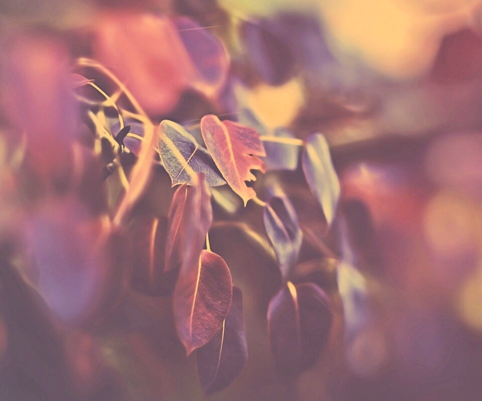 Фиолетовые листья обои