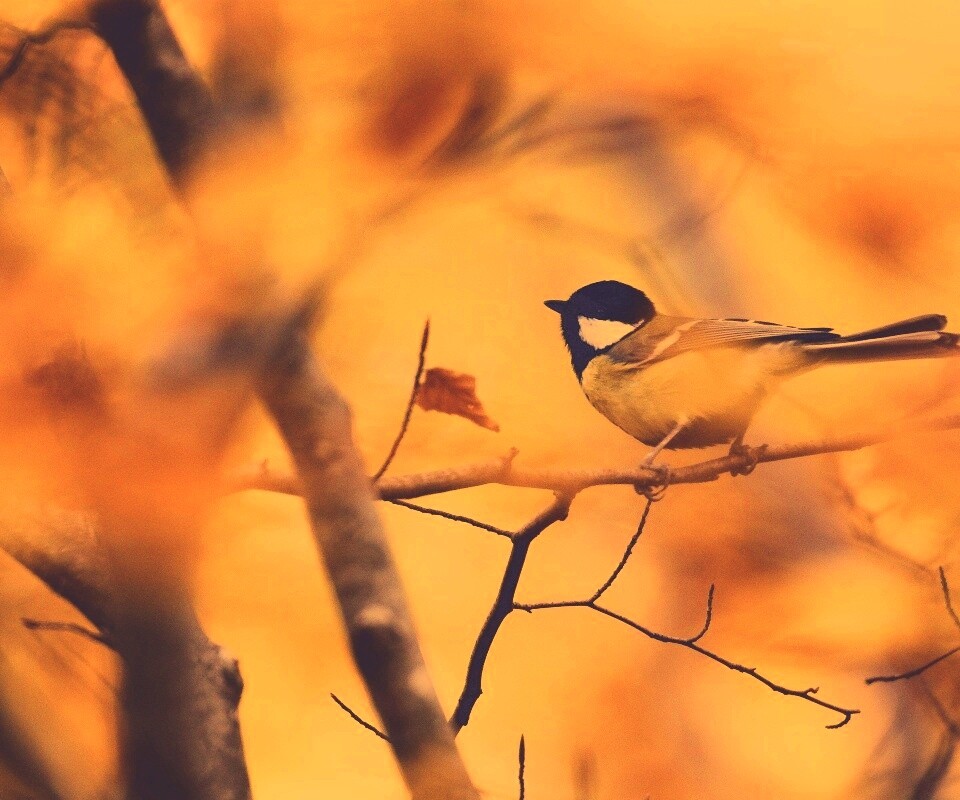 Синичка в желтой листве обои