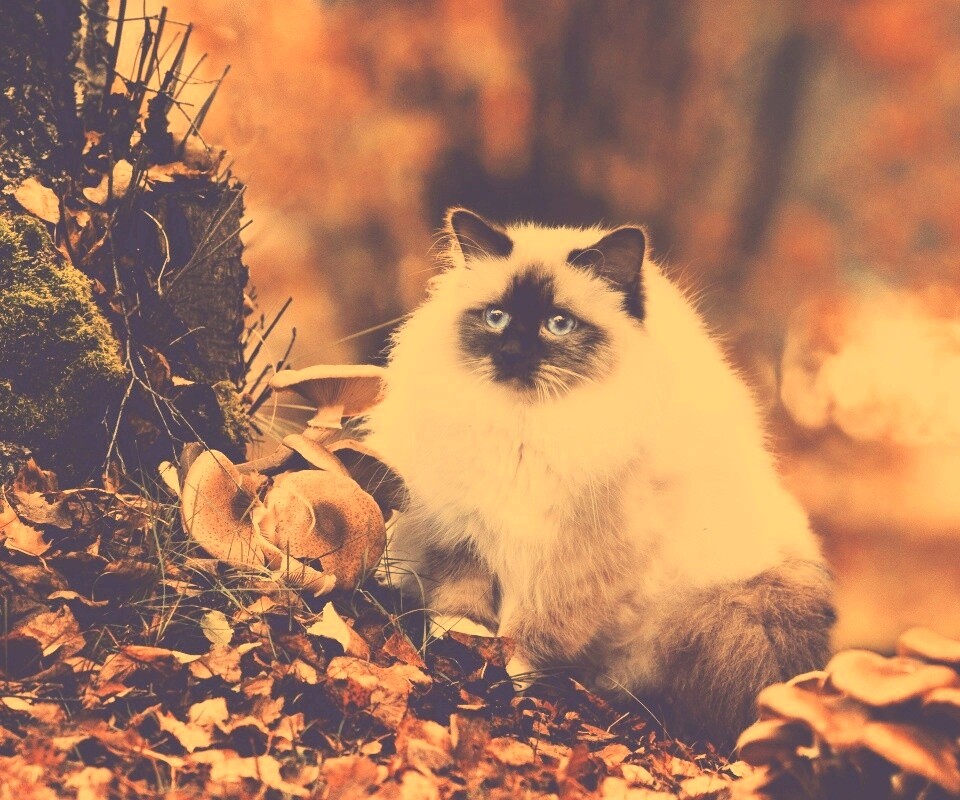 Пушистый кот среди пожелтевшей листвы обои