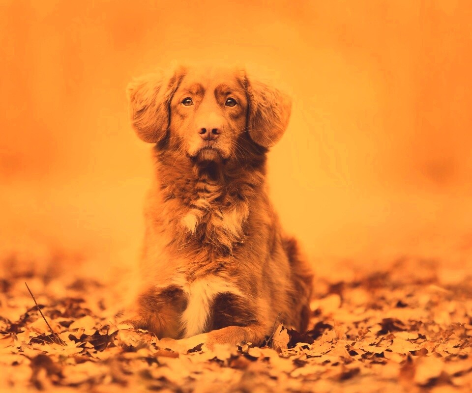 Осенний пес обои