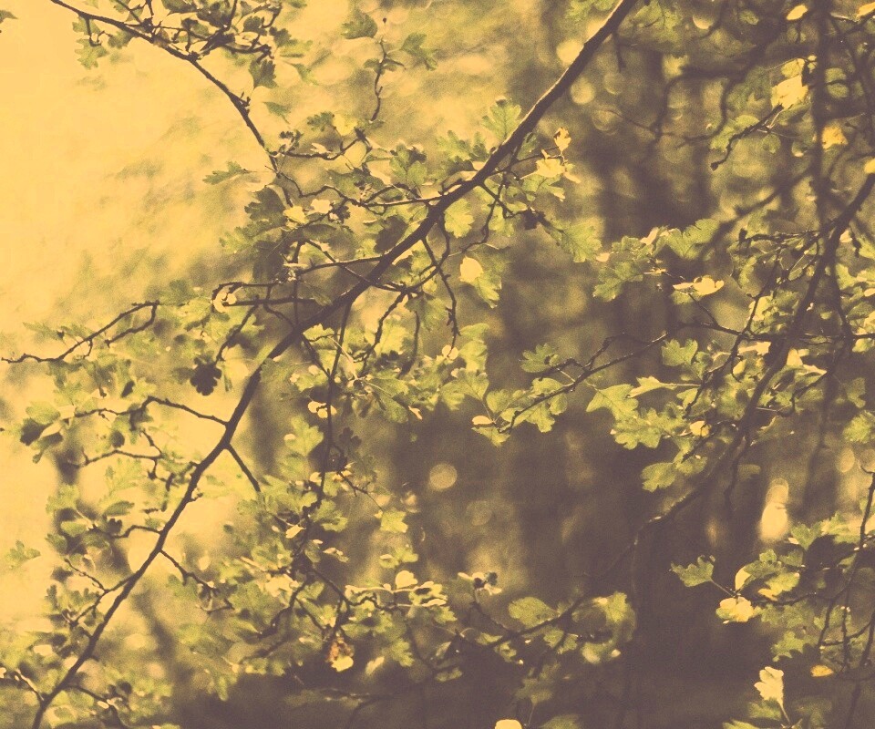 Дубовая зеленая листва обои