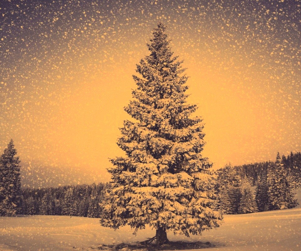 Ель в снегопад обои