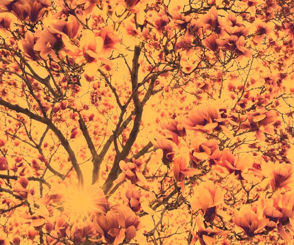 Магнолия обои