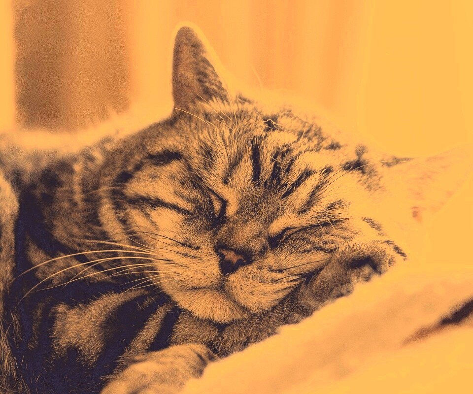 Спящий кошак обои