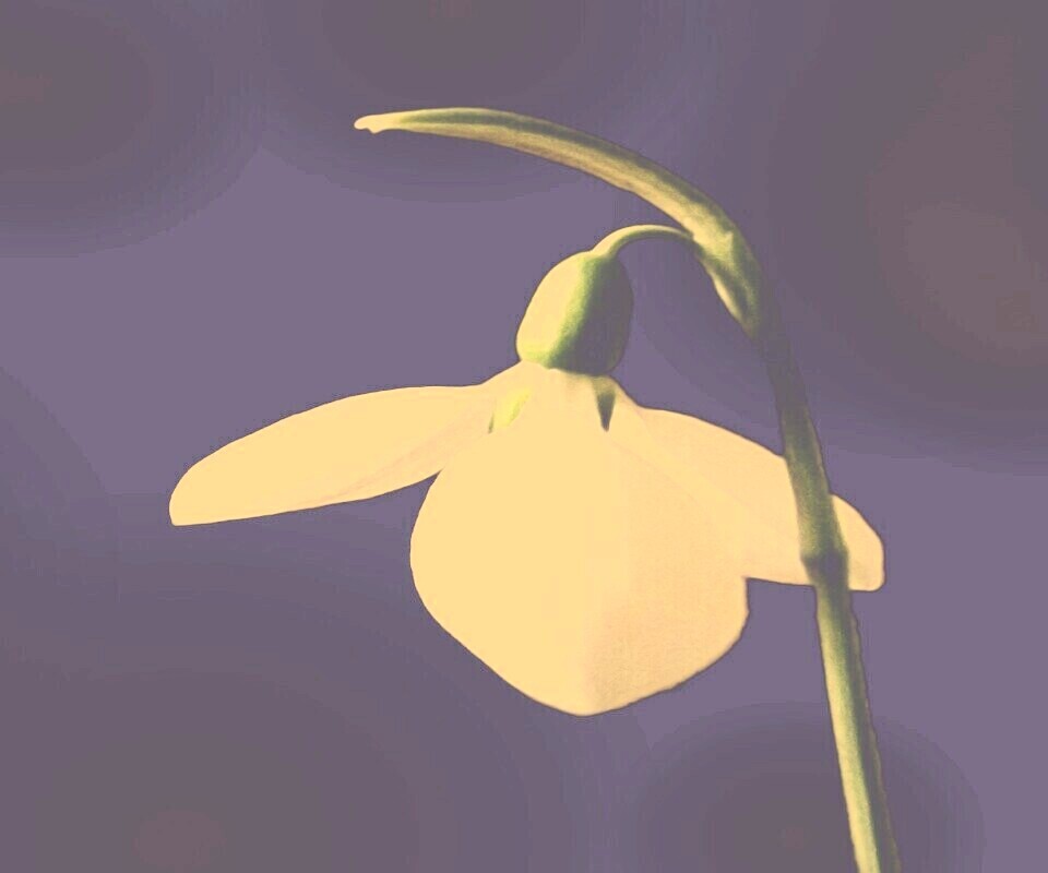 Белый цветок обои