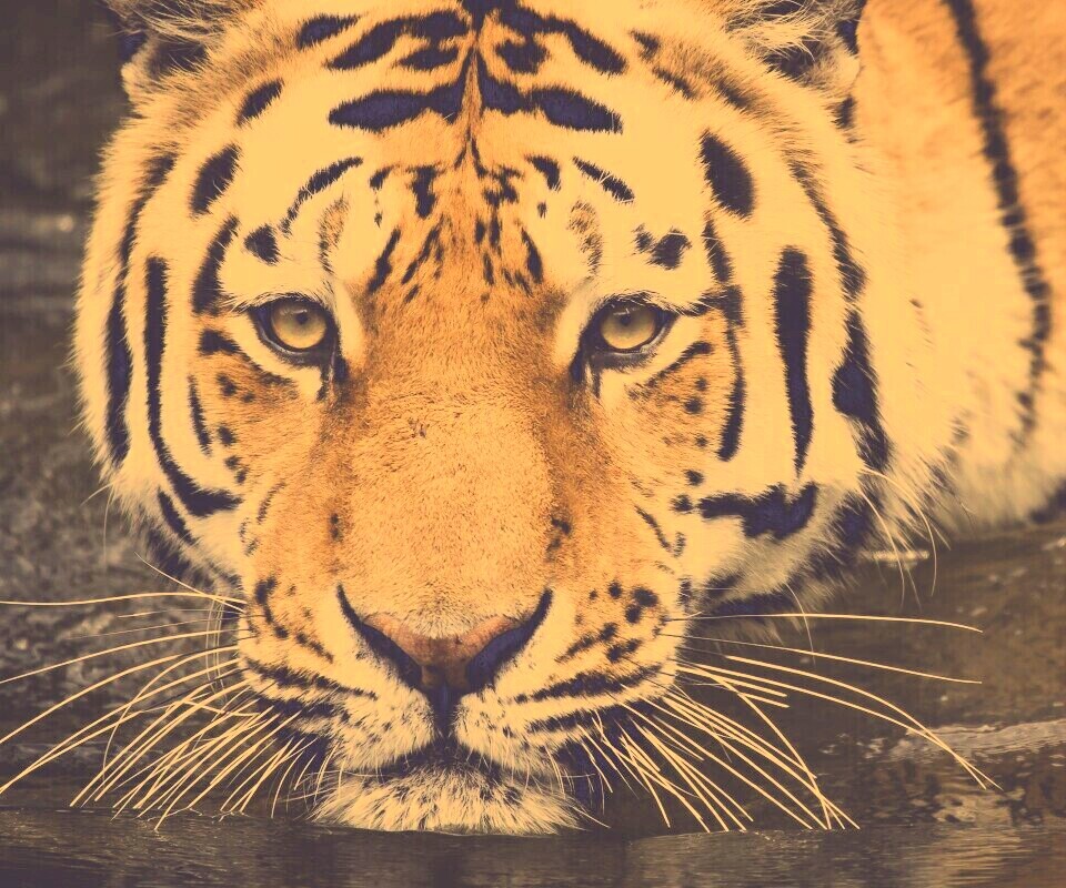 Купание тигра обои