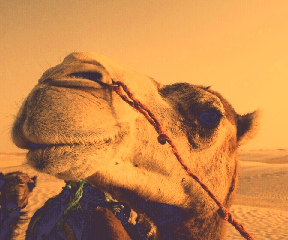 Верблюд обои