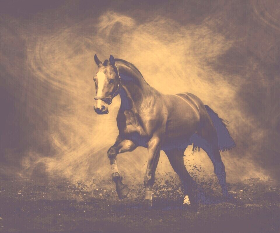 Лошадь обои