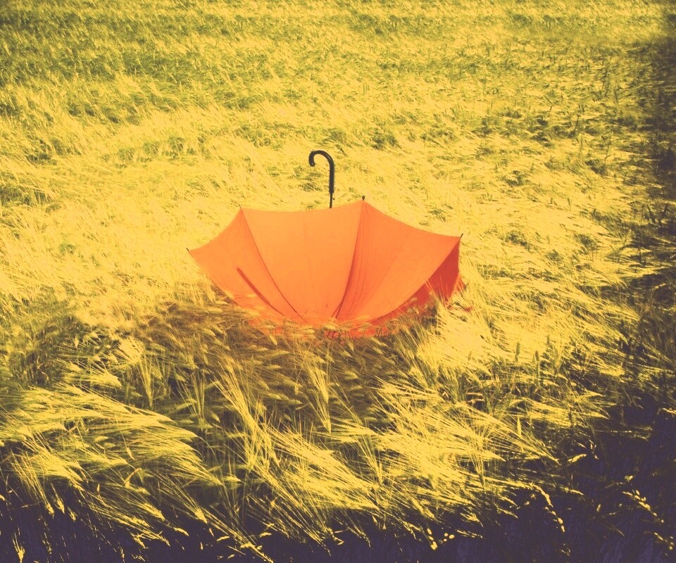 Зонт на траве обои