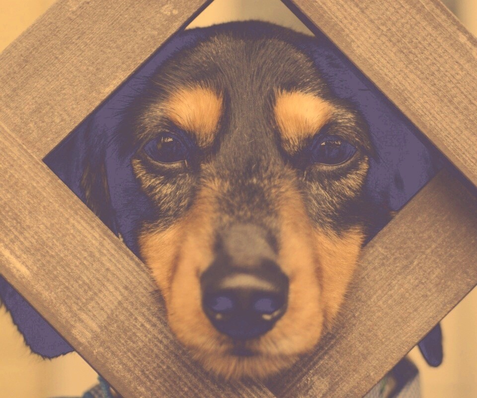 Мордочка в заборе обои