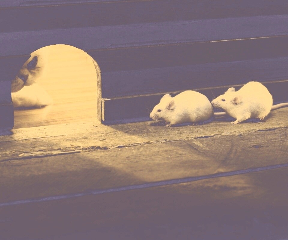 Кошки - мышки обои