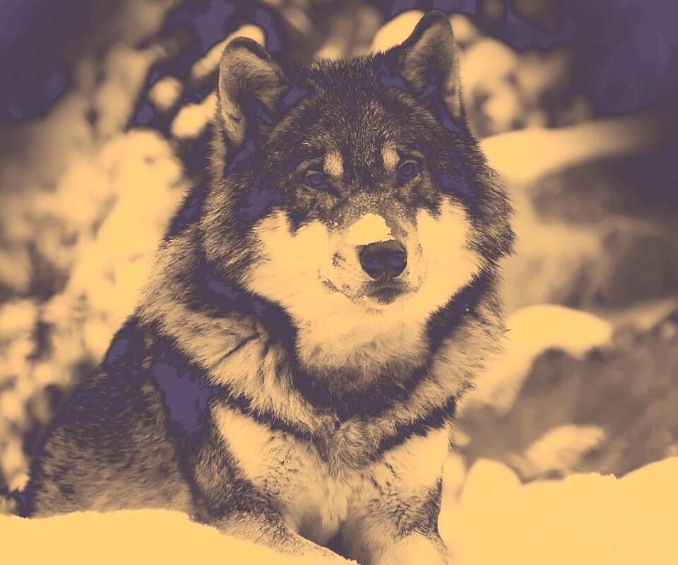 Волк с синими глазами обои