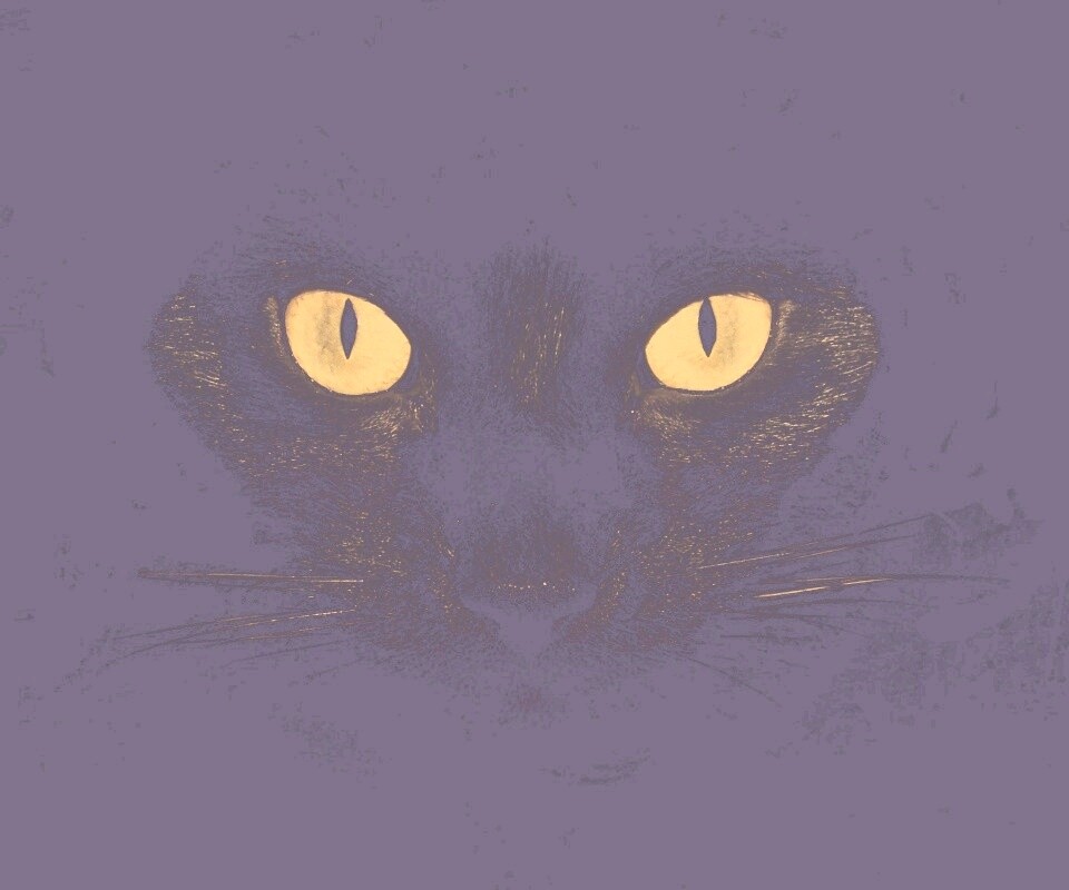 Черный кот обои