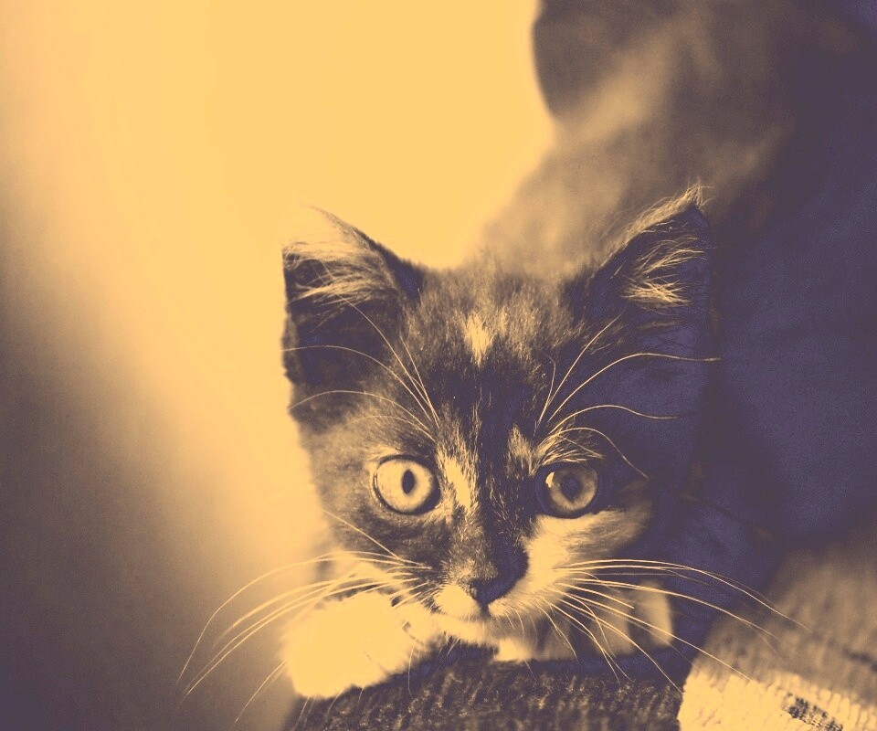 Котёнок обои