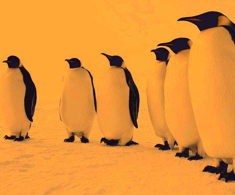 Слет пингвинов обои