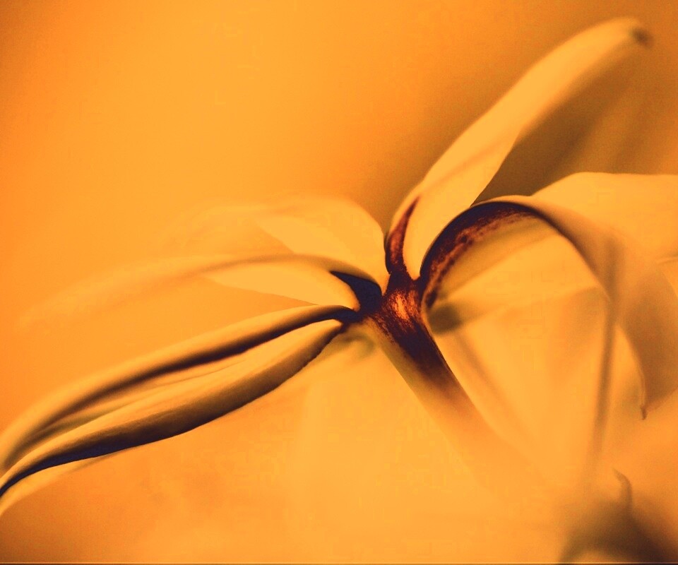 Цветок обои