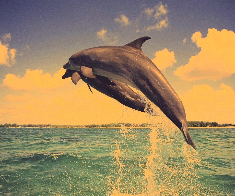 Дельфины обои