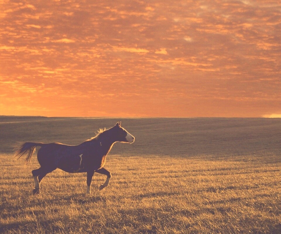 Мустанг обои