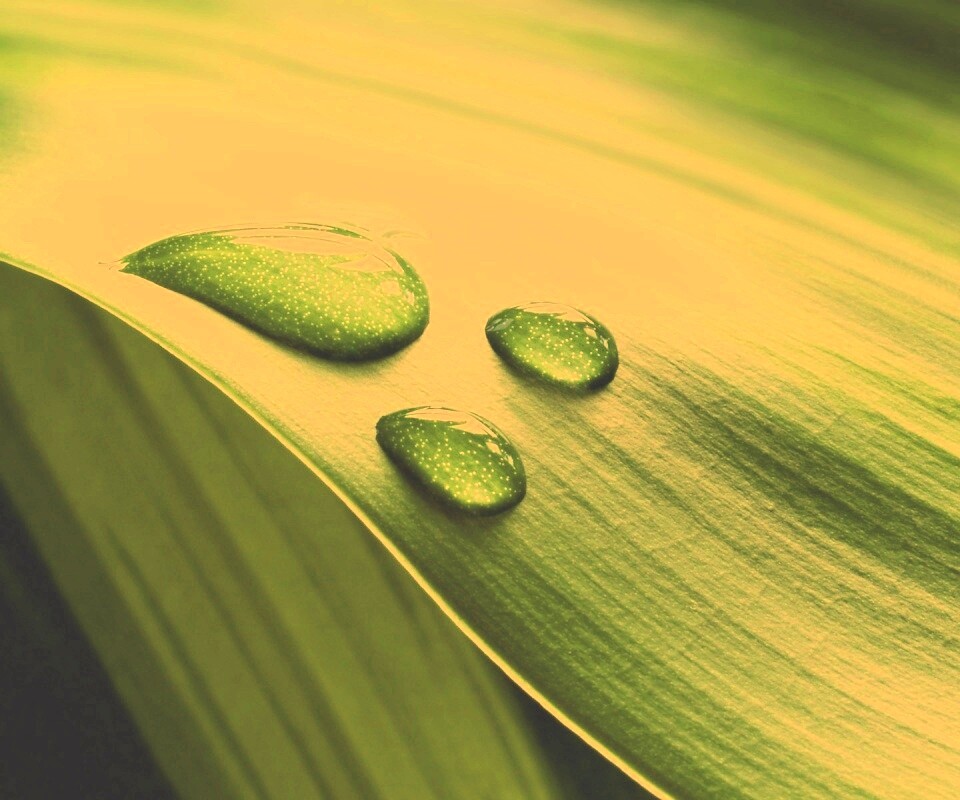 Капли на зеленом листе обои