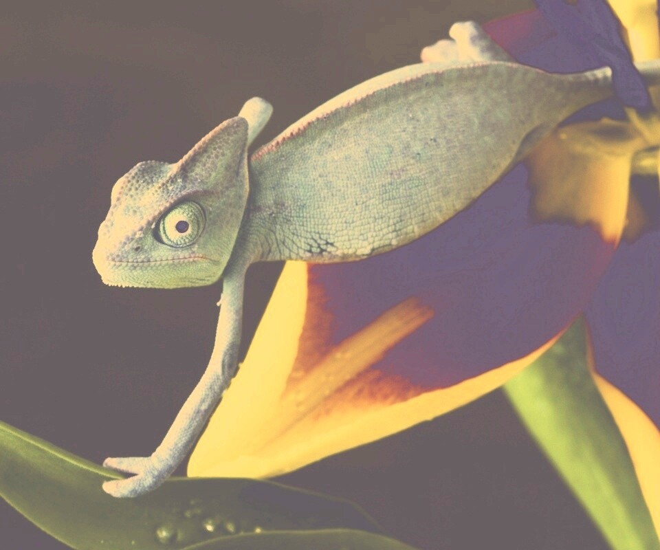 Хамелеон обои