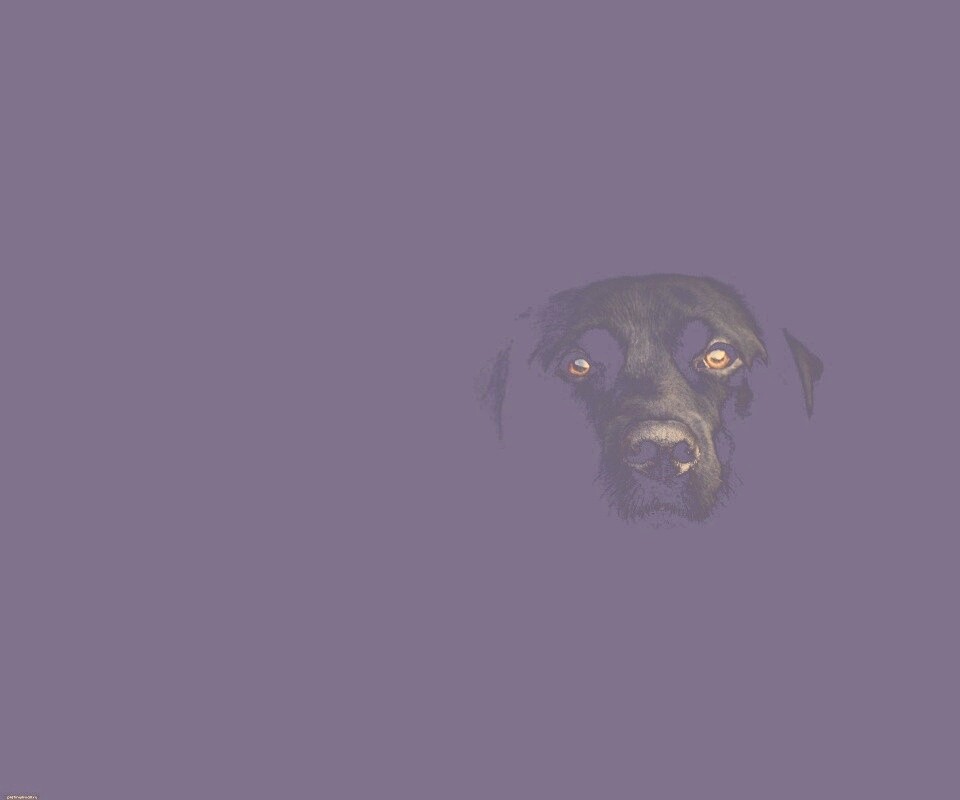 Чёрная собака в ночи обои