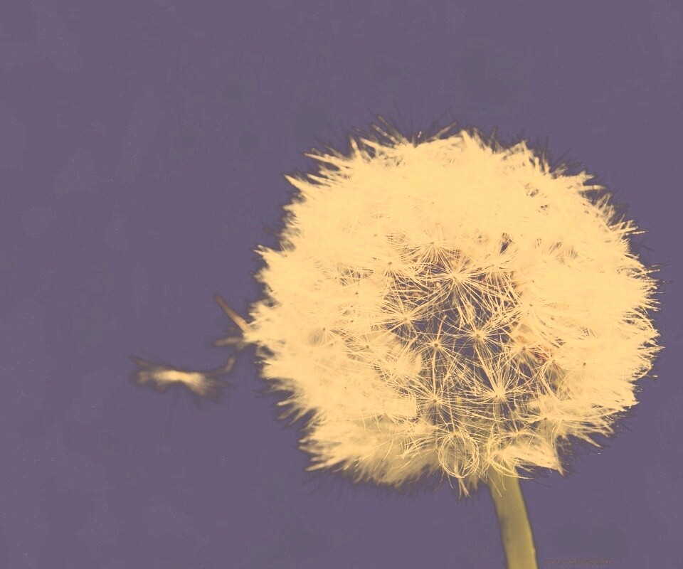 Одуванчик обои