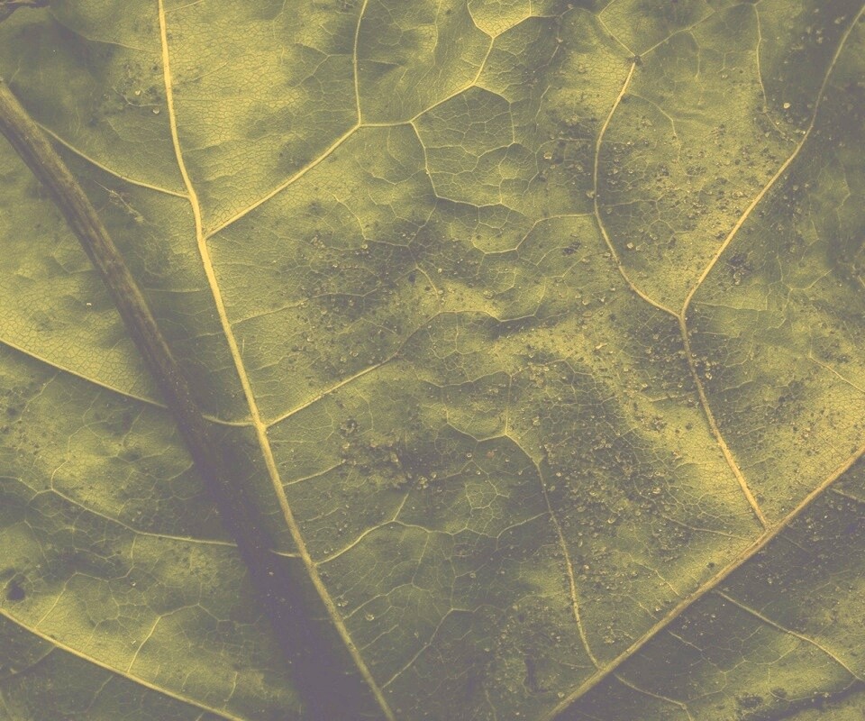 Макро зеленый лист обои