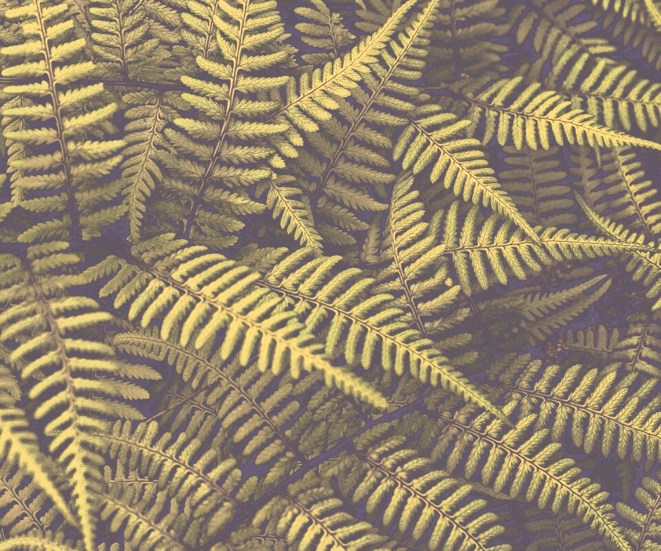 Папоротник обои
