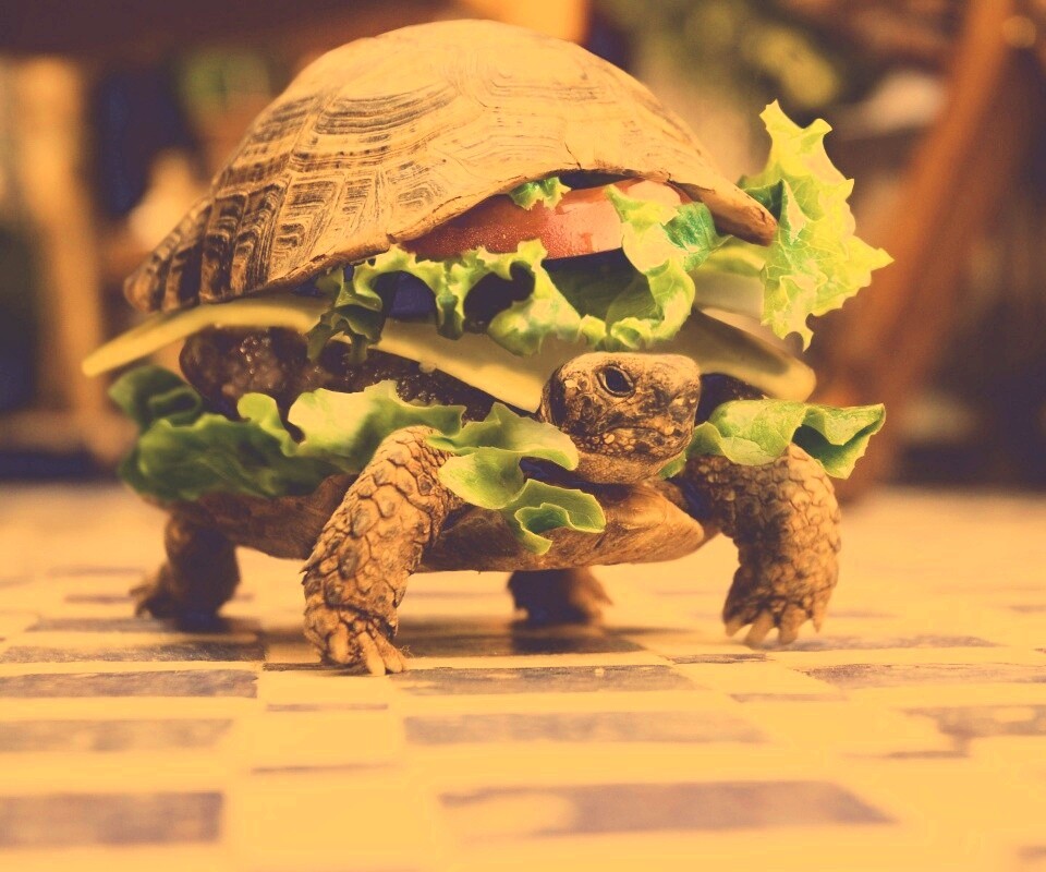 Черепахбургер обои