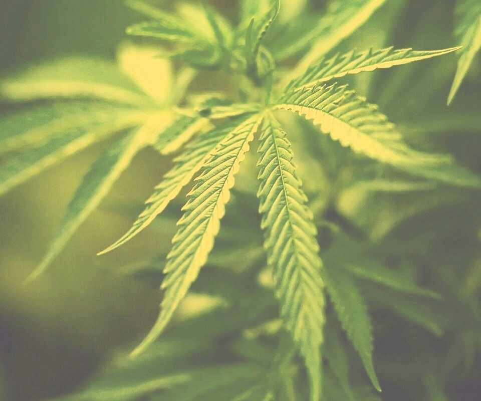 Марихуана обои