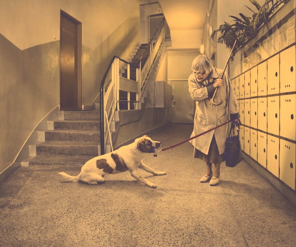 Непослушная собака обои